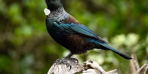 Guided bird watching nature walk at Shepherds Park