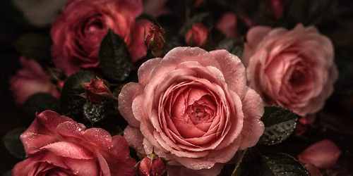 Teach & Tea: Rose \u2014 The Art of Tending