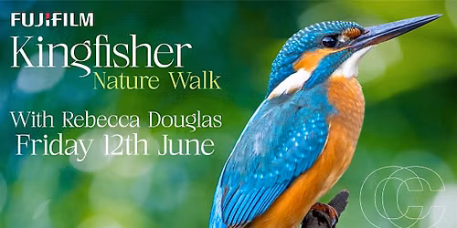 Kingfishers at Purton with Fujifilm