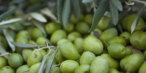 Journ\u00e9e d\u00e9couverte de l'ol\u00e9iculture "Du verger au moulin"