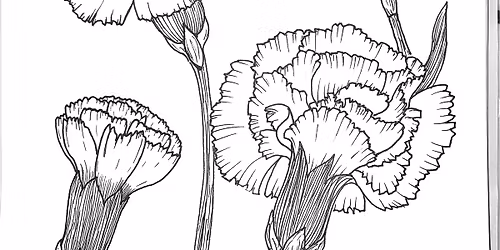 April- Fourth Tuesday : Carnations