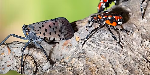 Spotted Lanternfly Monitoring Workshop