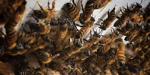Honey Harvest