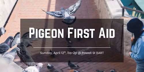 Pigeon First Aid