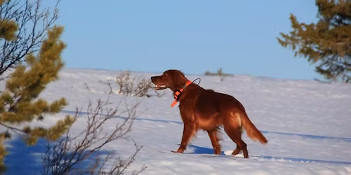 Hallingpr\u00f8va 2026