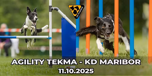 Agility Tekma - KD Maribor