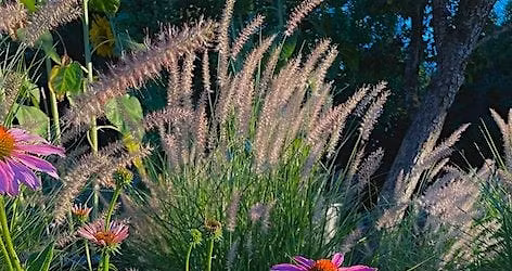 Community Seed Exchange, Charcuterie Potluck and N\/A Botanical Beverages