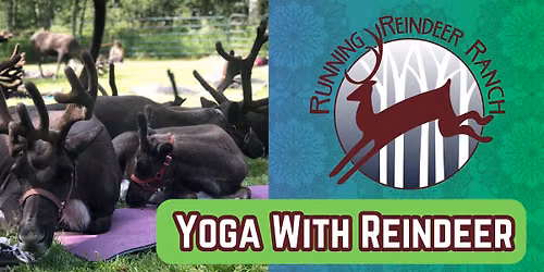 Fly and Flow - Yoga with Reindeer