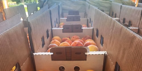 FRESH Colorado Peaches