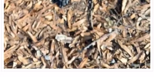 Summertime with Pawfect 