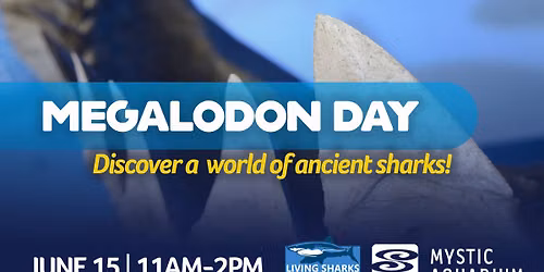 Megalodon Day at Mystic Aquarium