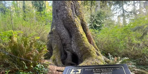 Witch Walk- Regatta Park (Lincoln City)