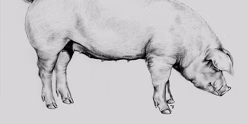 Whole Hog Butchery Workshop