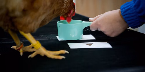 4 Day Animal Training Workshop at Jimmy\u2019s Farm