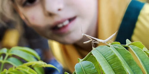 Kids Explore Nature: Incredible Insects