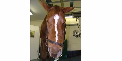 Equine Head Trauma\/Conditions & Sinus Access \u2013 A Practitioner\u2019s Approach A 2-Day Practical Course