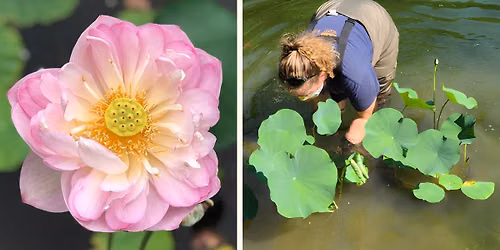 Lotus Talk Series: Cultivation