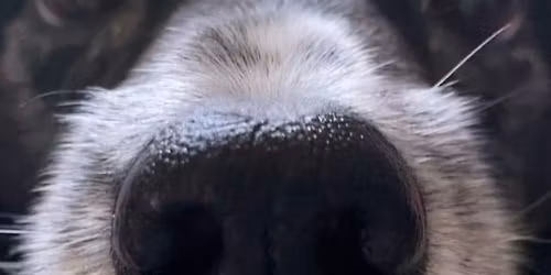 Introduction to Nosework - Level 1