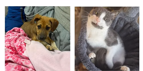 6\/6 Adoption Event at Petco Harrison Crossing