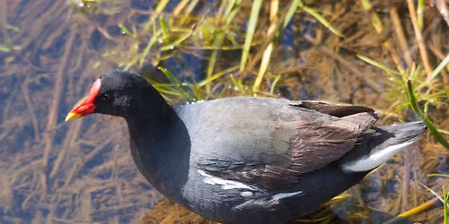 Bird Walk