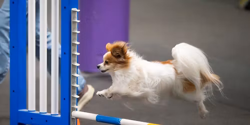 AKC Agility Trial