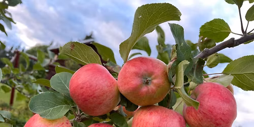 Kv\u00e4llskurs- L\u00e4r dig att besk\u00e4ra \u00e4ppeltr\u00e4d p\u00e5 Kyrk\u00e5s Kulturg\u00e5rd