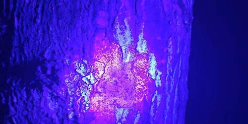 Black Light Night Hike