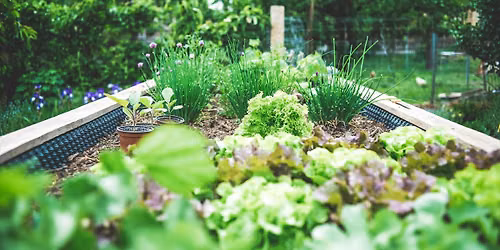 Small Space Gardening: Managing Pests and Diseases