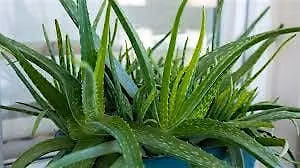 10-13-02026 All Things Aloe
