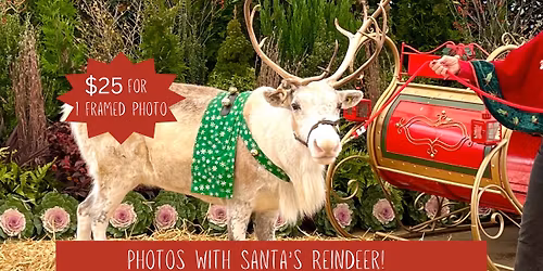 Reindeer Photos (Second Date Added)