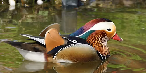 48th Butler County Ducks Unlimited Banquet