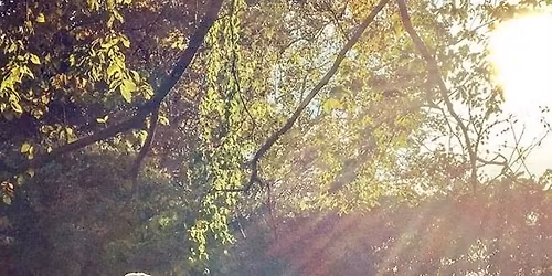 Anastasia Catholic Church, Festival of Trees 2025