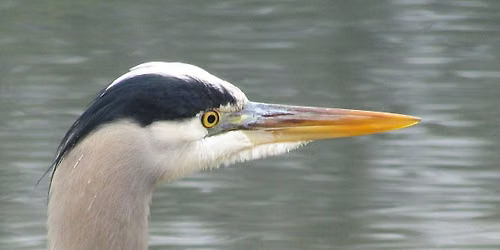Birding Lodi Lake & Woodbridge Reserve