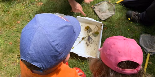 Dipping for Damselflies at Castle Fraser