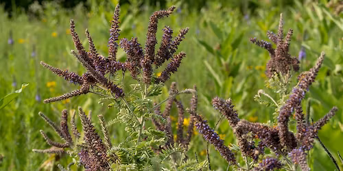 Introduction to Prairie Plant Identification
