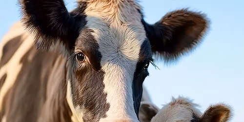 \ud83d\udc04 15. podzimn\u00ed konference: Problematika reprodukce p\u0159e\u017ev\u00fdkavc\u016f