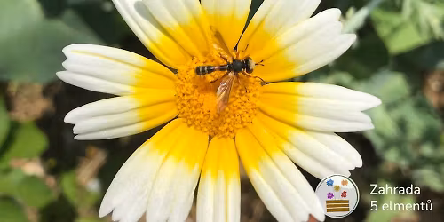 Zahrady \u2013 ostrovy biodiverzity, nebo semeni\u0161t\u011b invaz\u00ed?