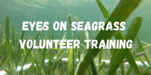 Eyes on Seagrass Volunteer Training