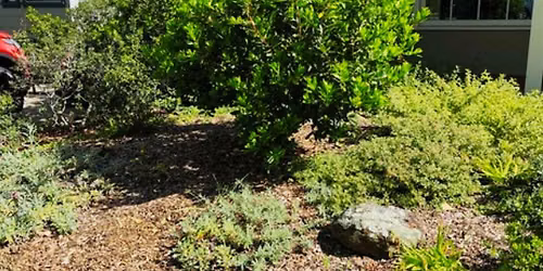 Low-Water Lawn Alternatives