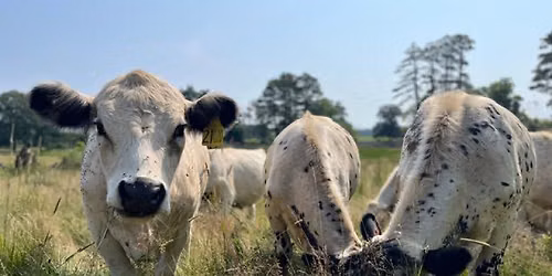 Coffee with the Cows at Appleton Farms