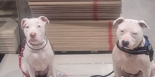 Mastering Calm Around Other Dogs, Part 2 (PUBLIC)