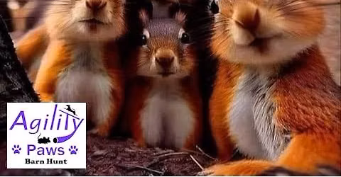 Membership clinic : AgilityPaws Barn Hunt club