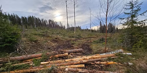 Studiecirkel: SKOGEN SOM UPPLEVELSE