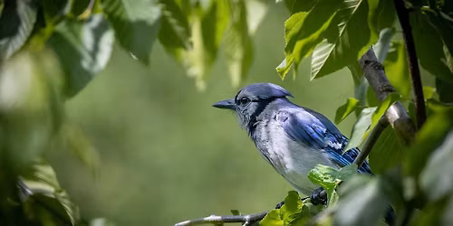 Bird Photography Class