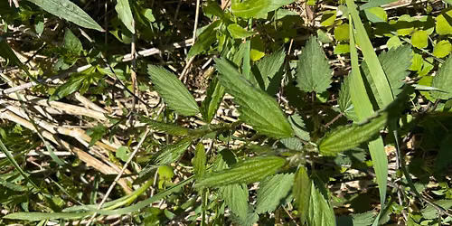 Guided Foraging Walk - Free