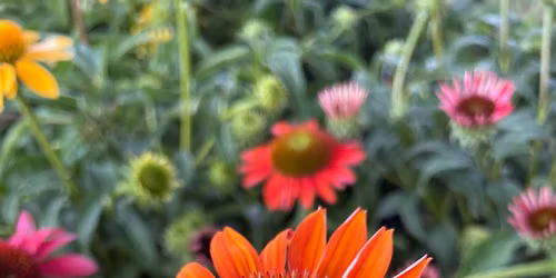 Educational plant class 