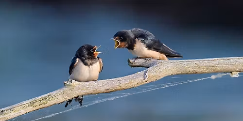 Im Universum der Schimpfkulturen: zwischen Scherz und Schmerz