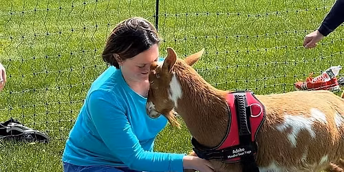 Mindful Goat Yoga of Cape Cod