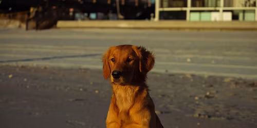 Gold Rush at the Park (Golden Retriever meet up at the Renaissance Park