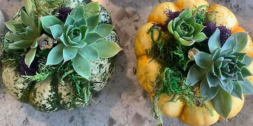 Create mini live succulent pumpkins